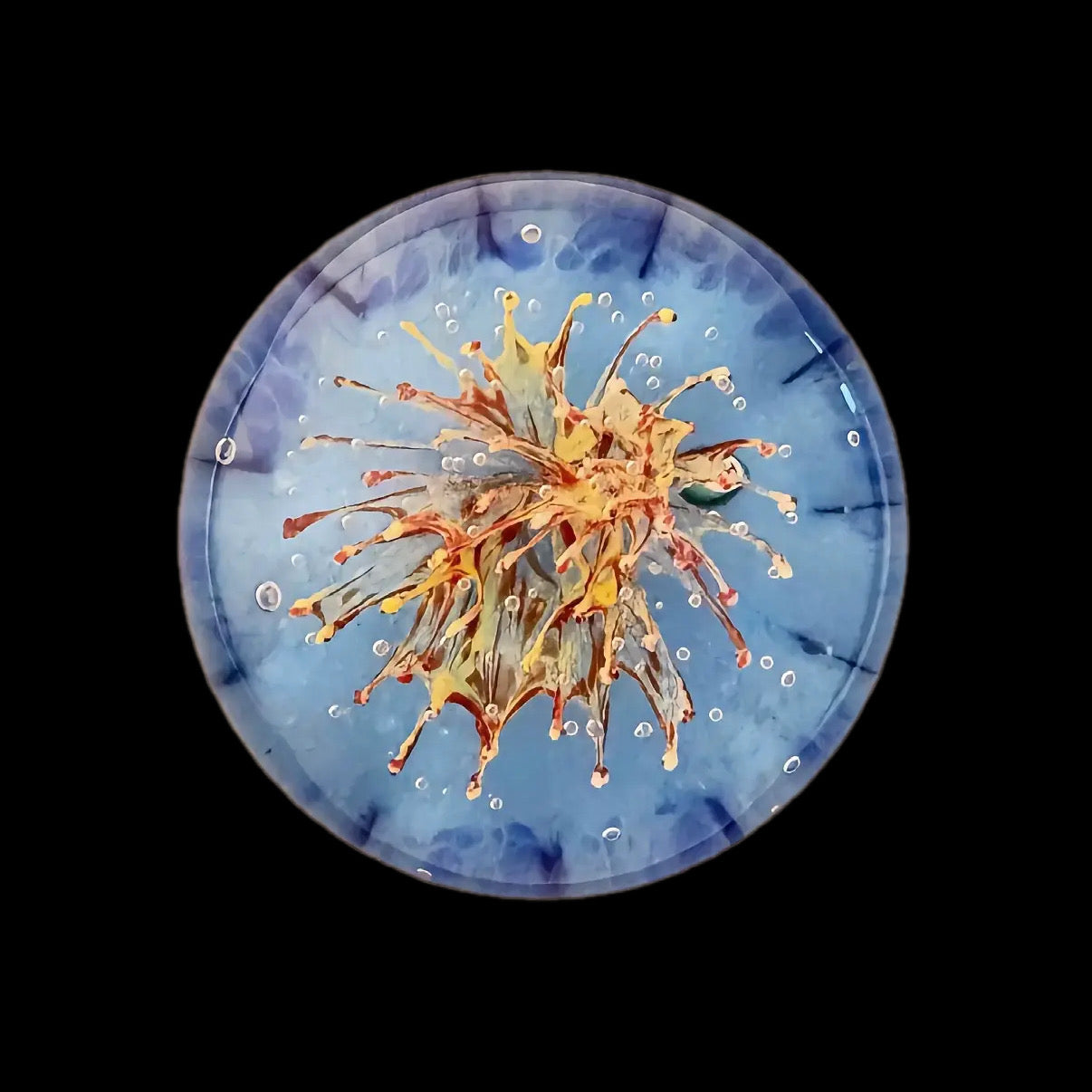 2025 Holmes Glass Coral