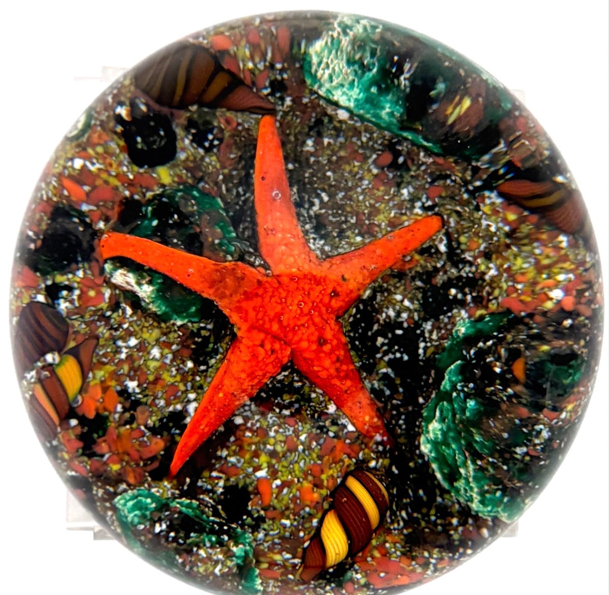 1981 Peter Holmes Sea Bed