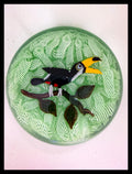 John Deacons Toucan