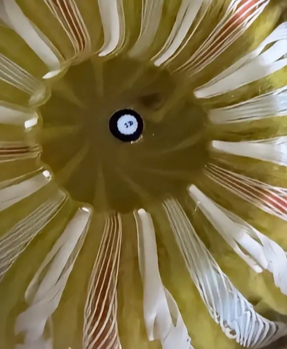 John Deacons Crown, Yellow