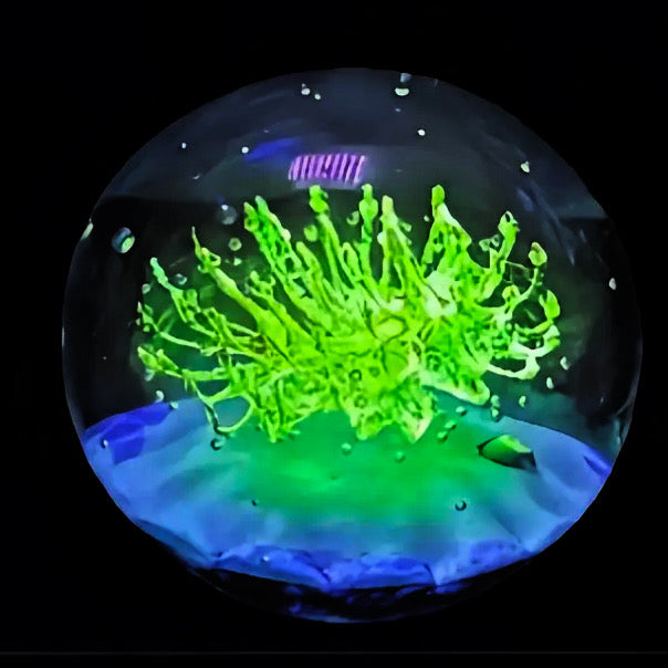 2025 Holmes Glass Coral