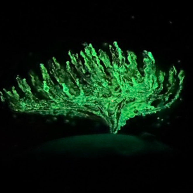 2025 Holmes Glass Coral